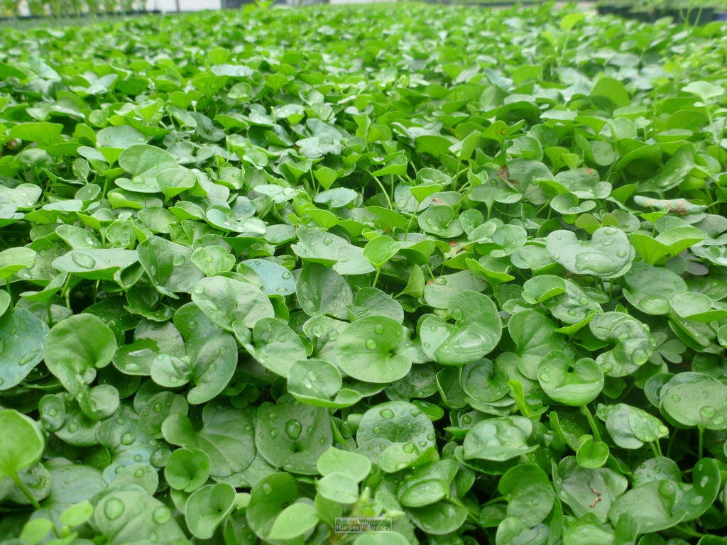 Lauko augalas dichondra, Ø 15, 30 cm, lot. DICHONDRA-0