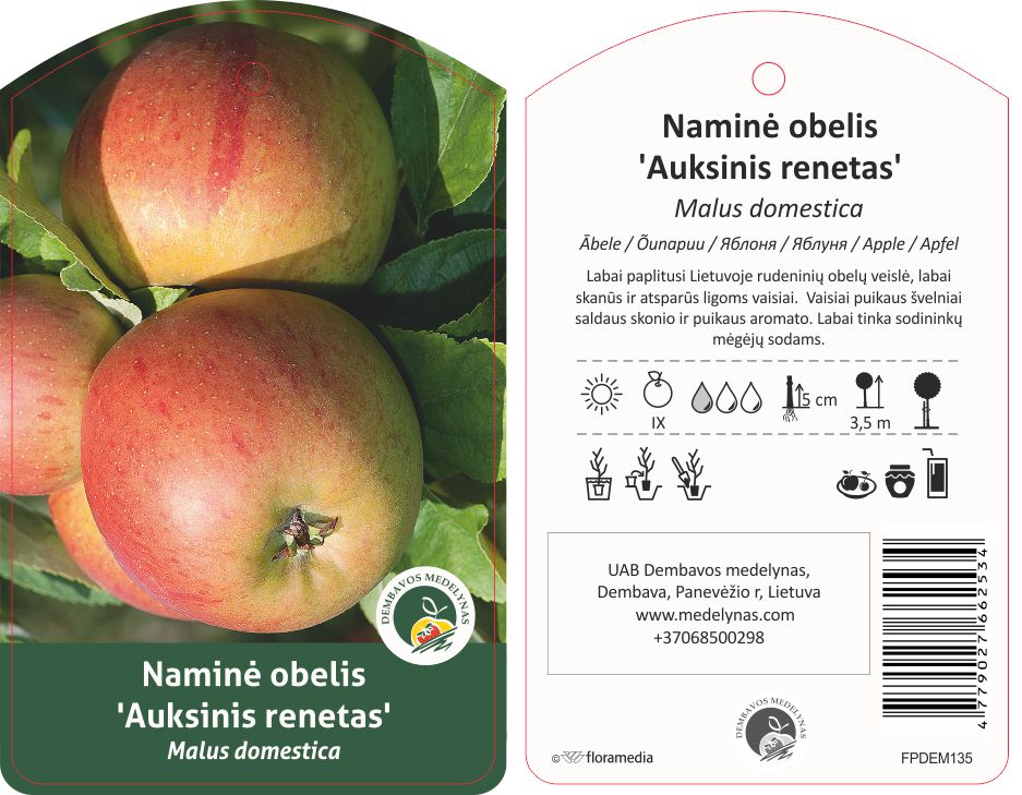 Vaismedis obelis Auksinis renetas, lot. MALUS DOMESTICA-0