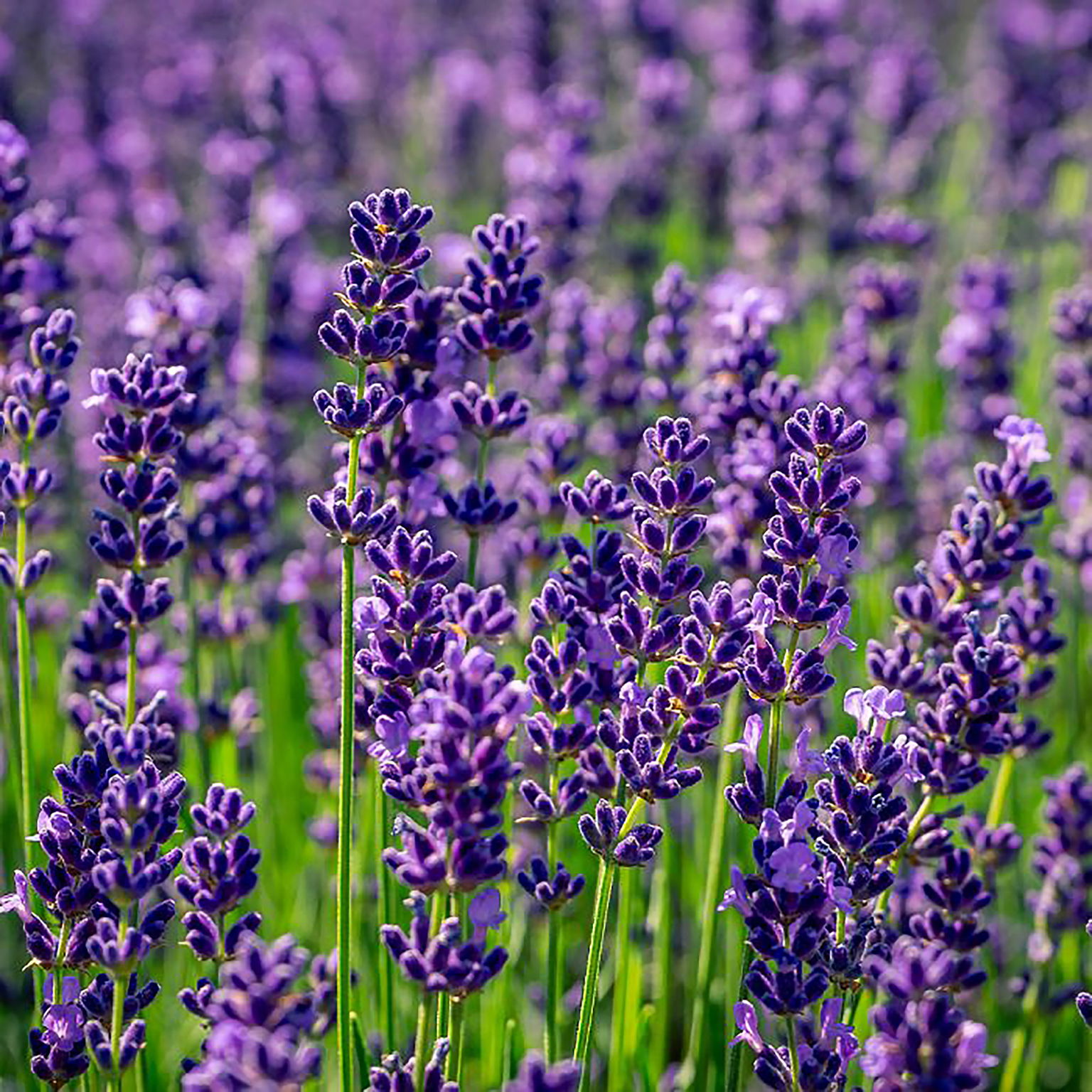 Lauko augalas levanda, Ø 10,5, 25 cm, lot. LAVANDULA ANG.-1