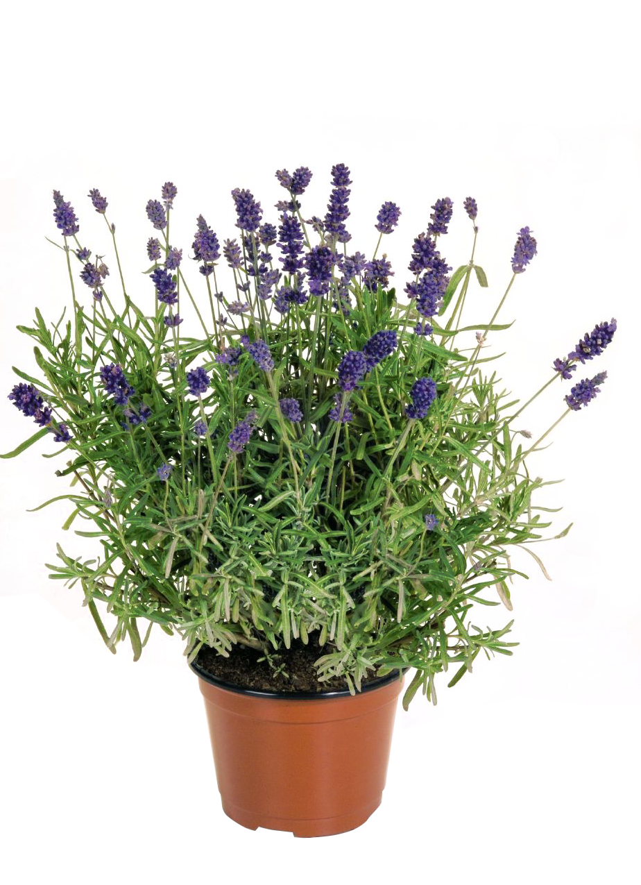 Lauko augalas levanda, Ø 10,5, 25 cm, lot. LAVANDULA ANG. - 1