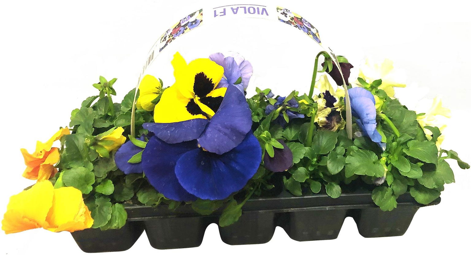 Našlaitės daigai pakuotėje, 10 vnt., lot. VIOLA CORNUTA-0
