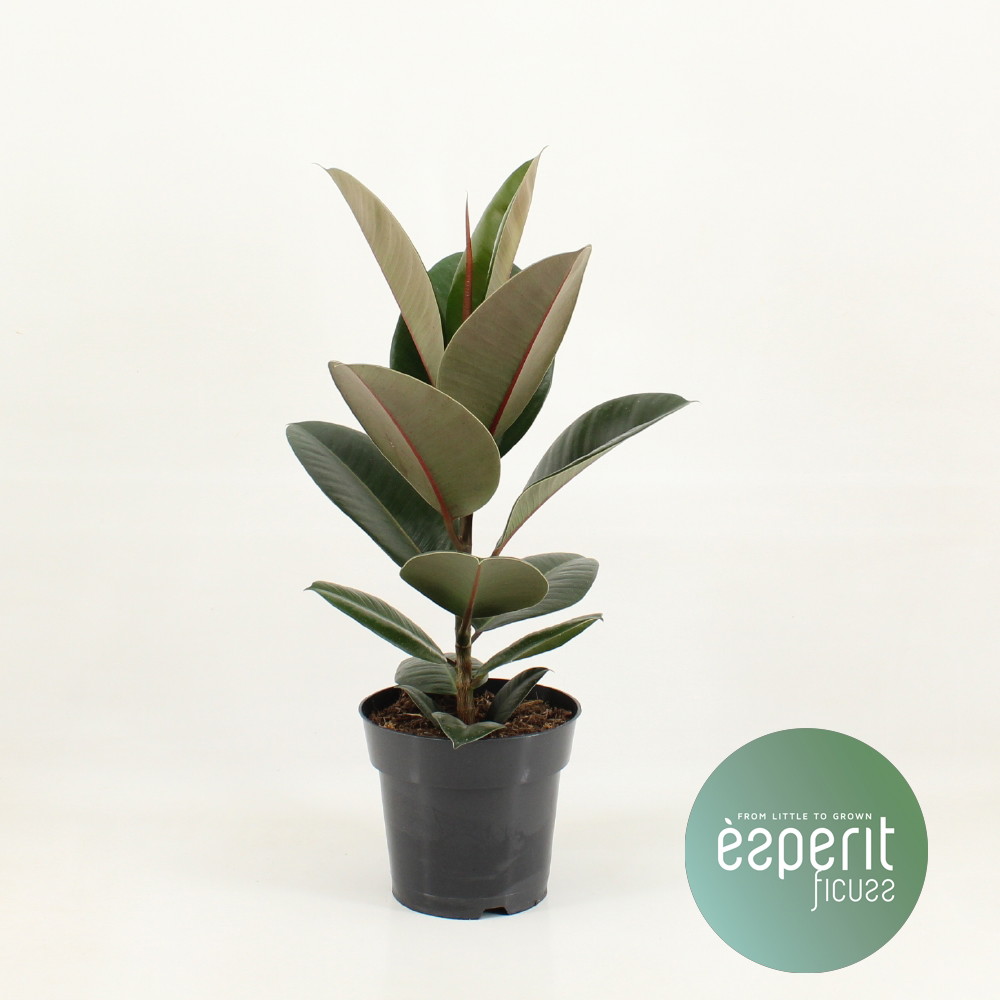 Vazoninis augalas fikusas, Ø 17, 60 cm, lot. FICUS ELASTICA-0