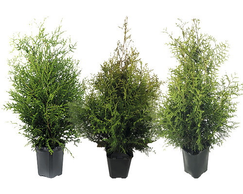Lauko augalas tuja, Ø 21, 80-100 cm, lot. Thuja Brabant-0