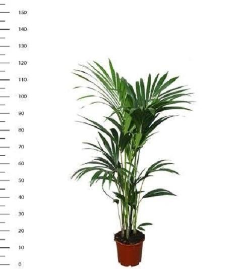 Vazoninis augalas hovėja, Ø 24, 130 cm, lot. HOWEA FORSTERIANA