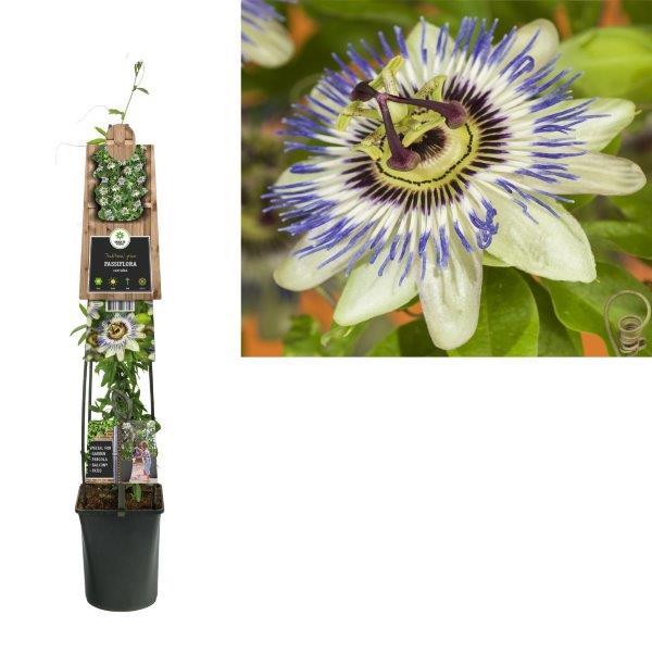 Lauko augalas melsvoji pasiflora, Ø 25, 75 cm, lot. PASSIFLORA CAERULEA