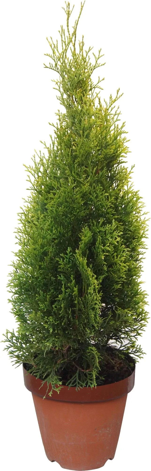 Lauko augalas tuja, auginta vazone,  Ø 19, 60 - 80 cm, lot. Thuja Smaragd-0