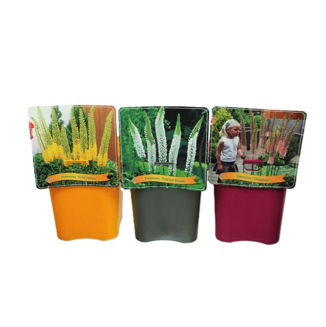 Lauko augalas eremūras, daugiametis, Ø 21, 35 cm, lot. Eremurus mix-0