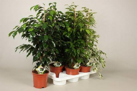 Vazoninis augalas fikusas, Ø 21, 75 cm, lot. FICUS CYANTHISTIPULA-0
