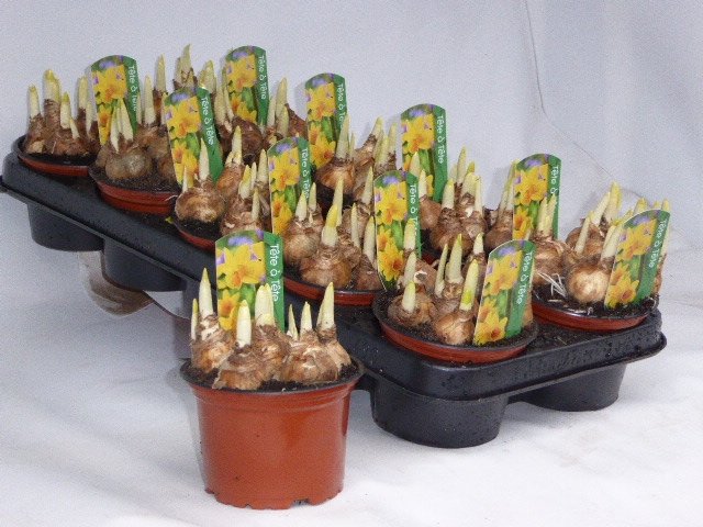 Vazoninis augalas narcizas, Ø 12, 20 cm, lot. NARCISSUS