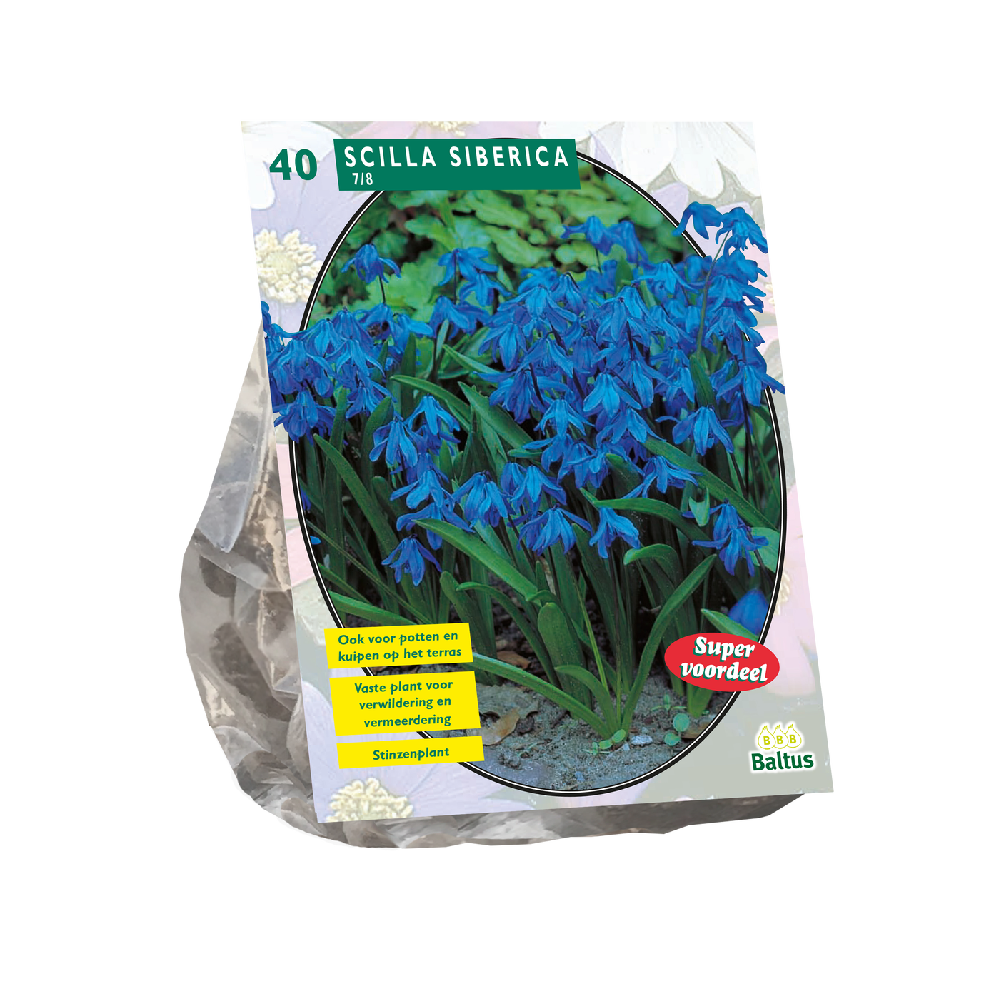 Sibirinės scylės svogūnėliai, lot. SCILLA SIBERICA, 40 vnt-0