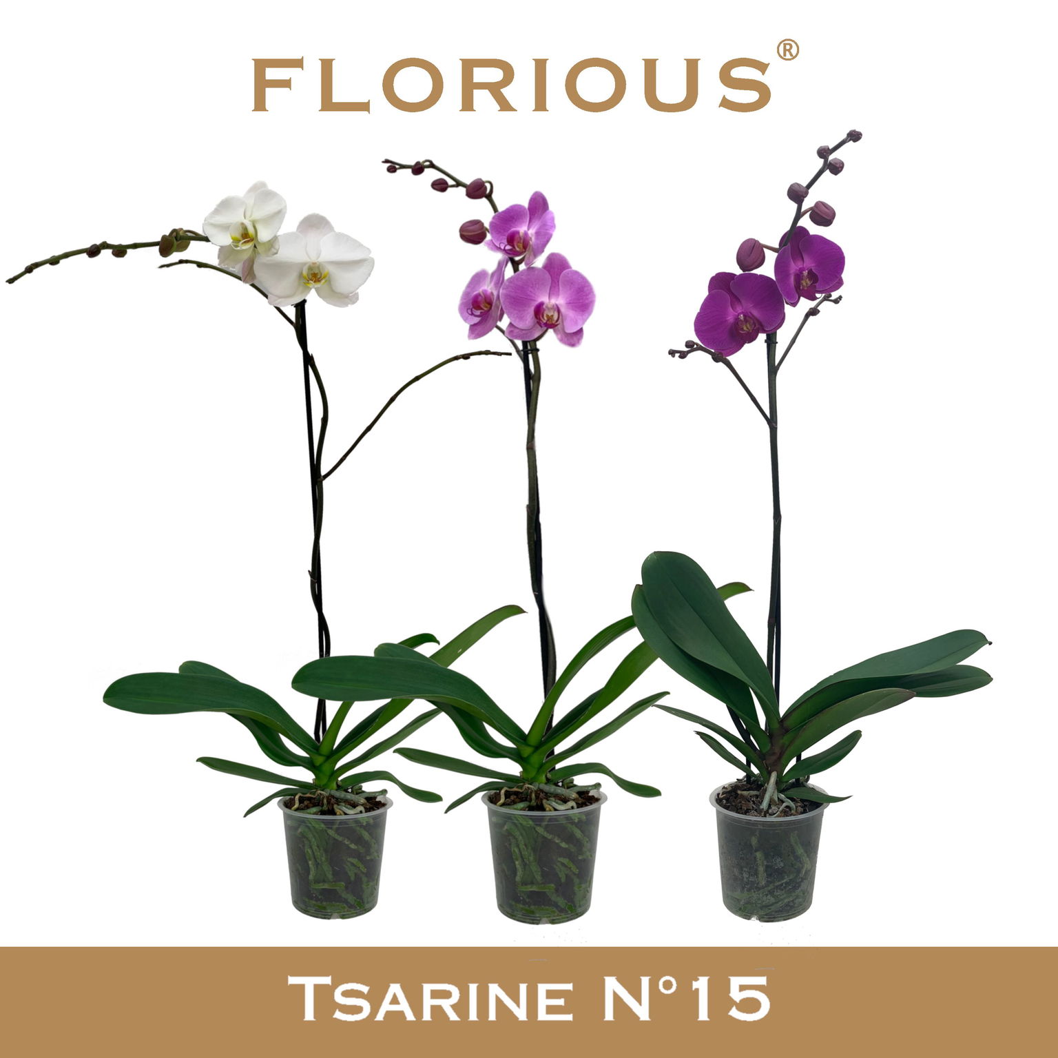 Vazoninis augalas falenopsis, Ø 15, 100 cm, lot. PHALAENOPSIS GRANDI, 1 stiebas