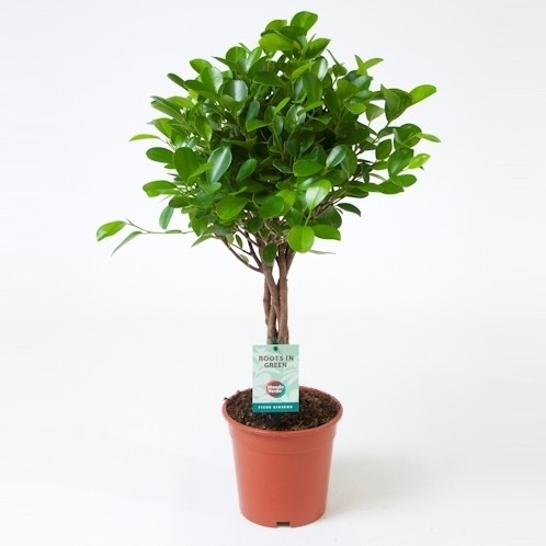 Vazoninis augalas fikusas, ant stiebo, Ø 17, 70 - 75 cm, lot. FICUS MICROCARPA MOCLAME-0