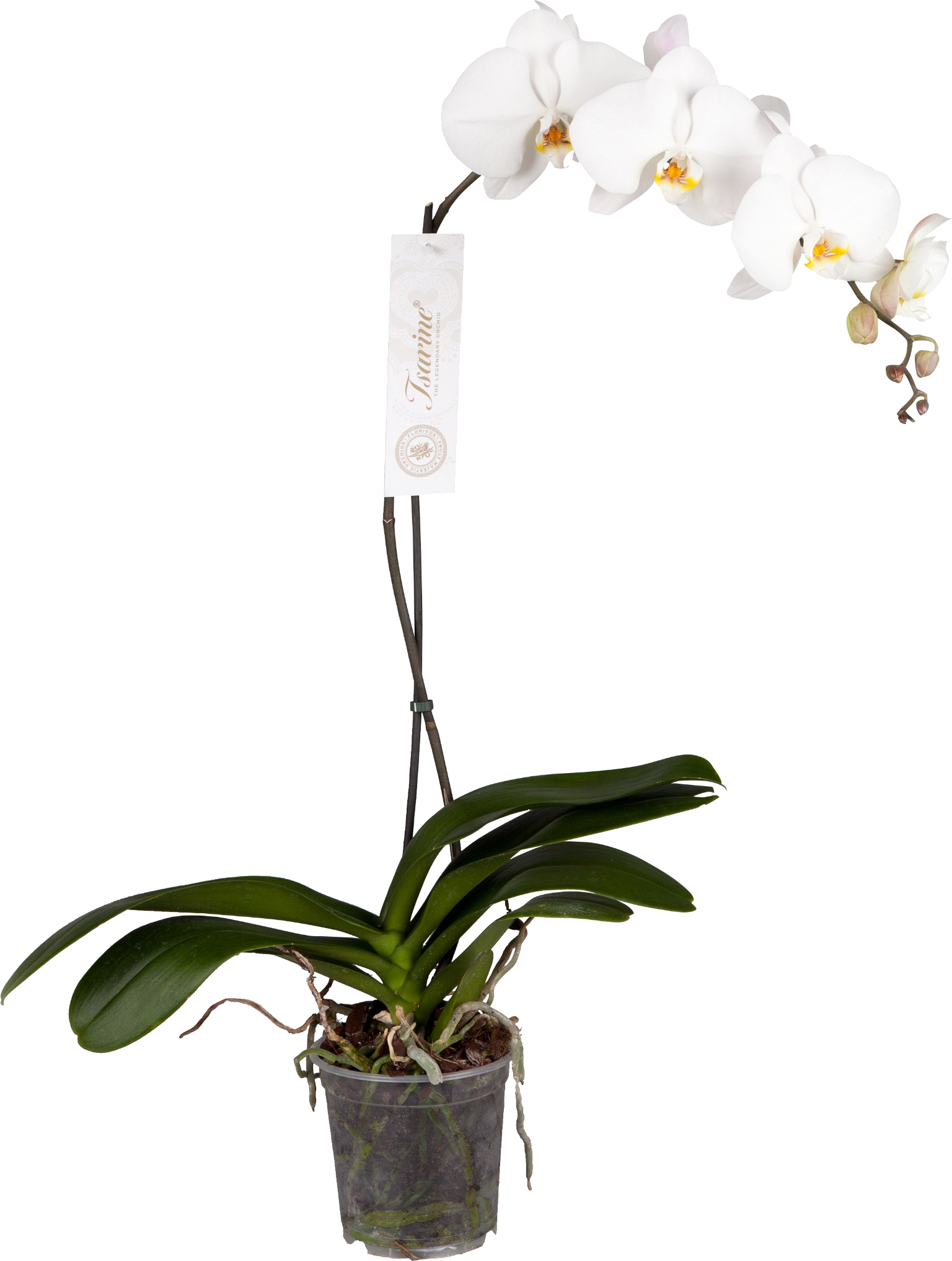 Vazoninis augalas falenopsis, Ø 15, 90 cm, lot. PHALENOPSIS GRANDI MIX