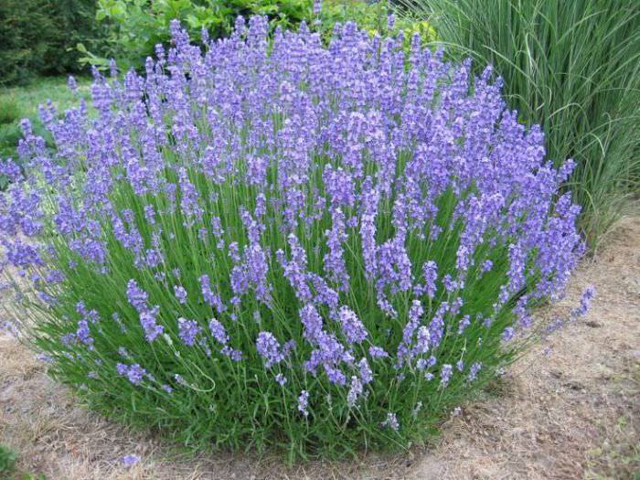 Lauko augalas levanda, daugiametis, Ø 23, 50 cm, lot. Lavandula ang. Hidcote-0