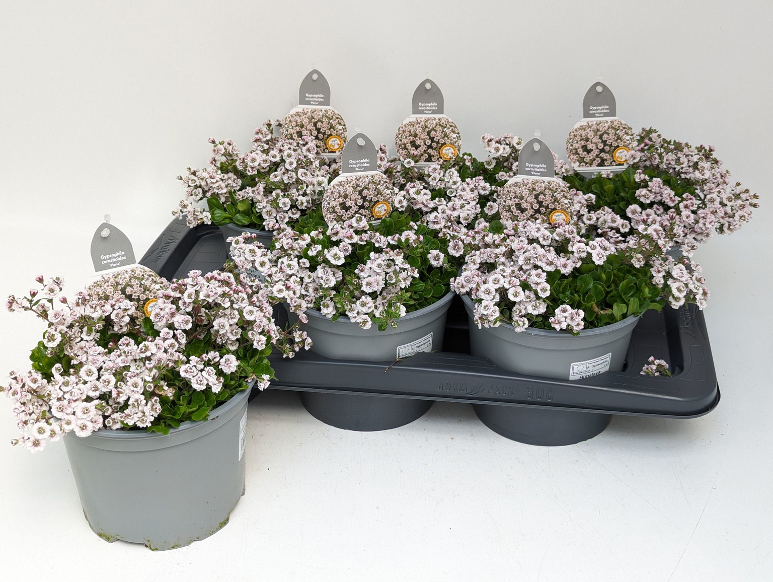 Lauko augalas guboja, daugiametis, Ø 17, 35 cm, lot. GYPSOPHILA-0