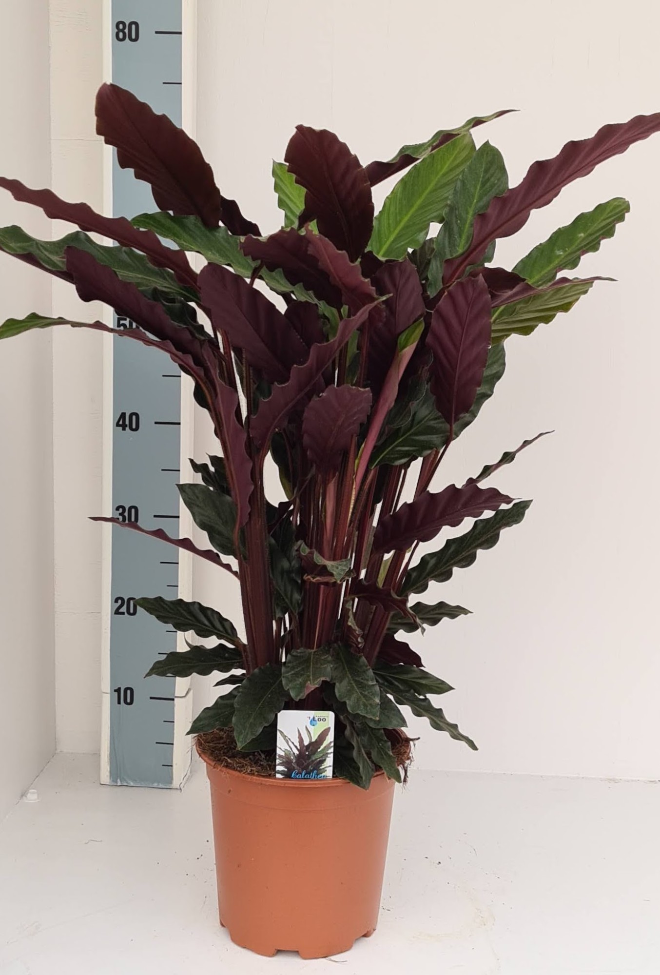 Vazoninis augalas kalatėja, Ø 19, 60 cm, lot. CALATHEA RUFIBARBA-0