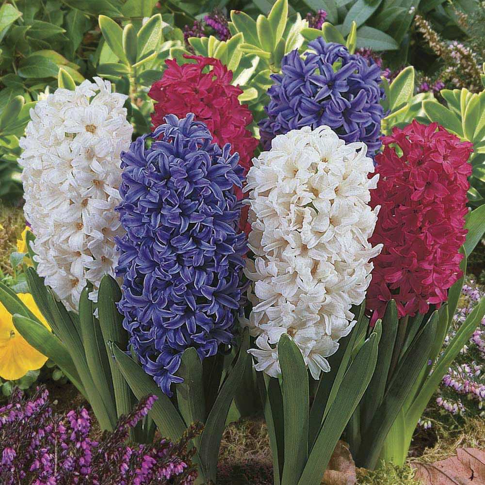 Vazoninis augalas hiacintas, Ø 7, 13 cm, lot. HYACINTHUS MIX-0
