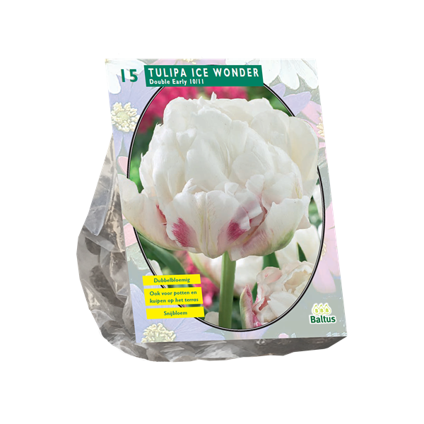 Tulpių svogūnėliai, lot. TULIPA DUBBEL VROEG ICE WONDER, 10 vnt-0