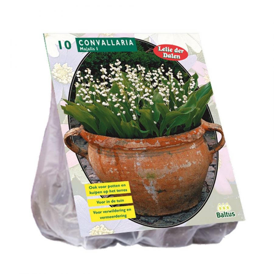 Pakalnučių svogūnėliai, lot. CONVALLARIA MAJALIS, 10 vnt-0