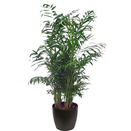Vazoninis augalas palmė, Ø 19, 70 cm, lot. Chamaedorea Elegans-0