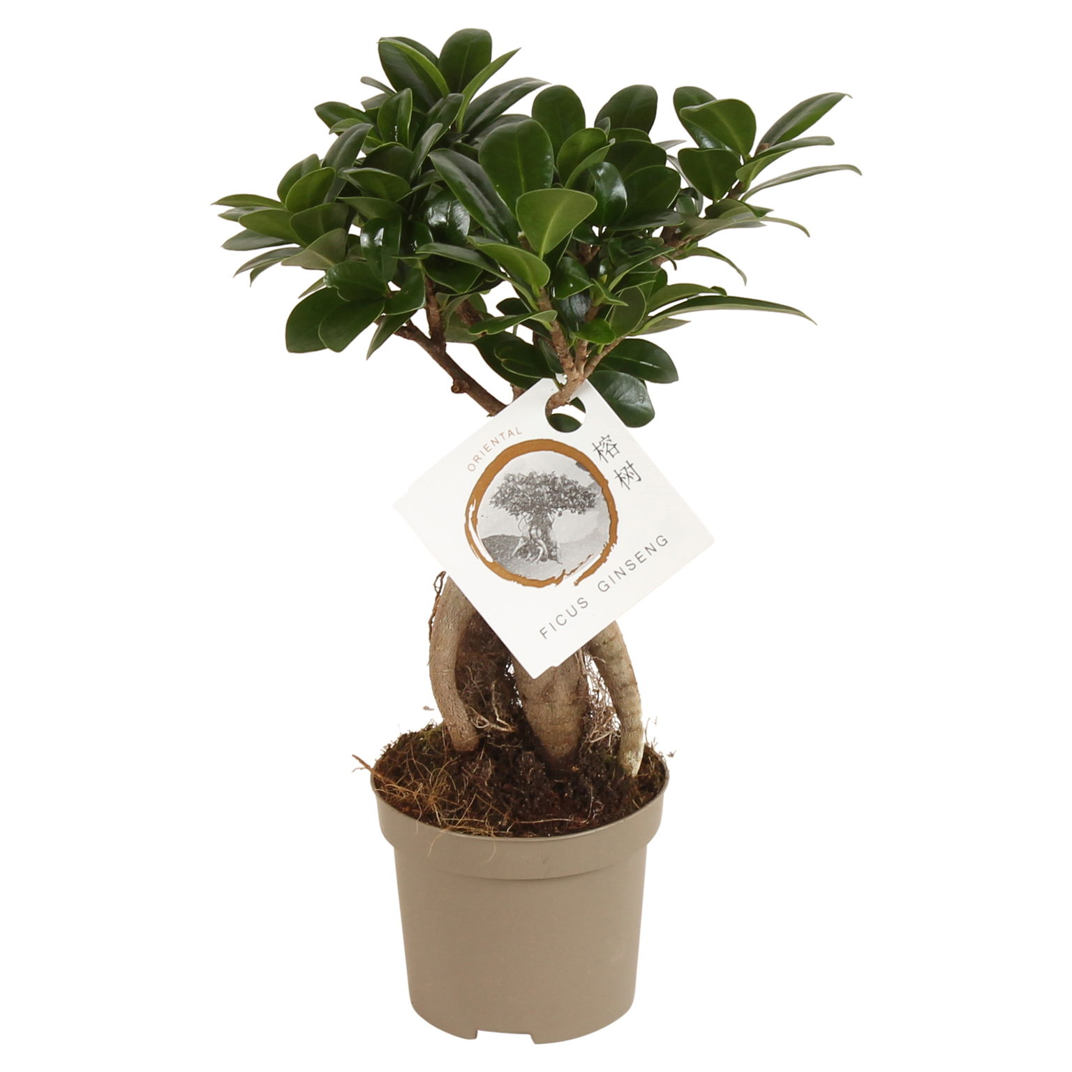 Vazoninis augalas fikusas, Ø 9, 30 cm, lot. FICUS GINSENG-0