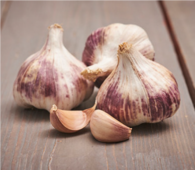 Česnakų sodinukai GERMIDOUR PINK, 50 - 60 mm, 1 kg-0