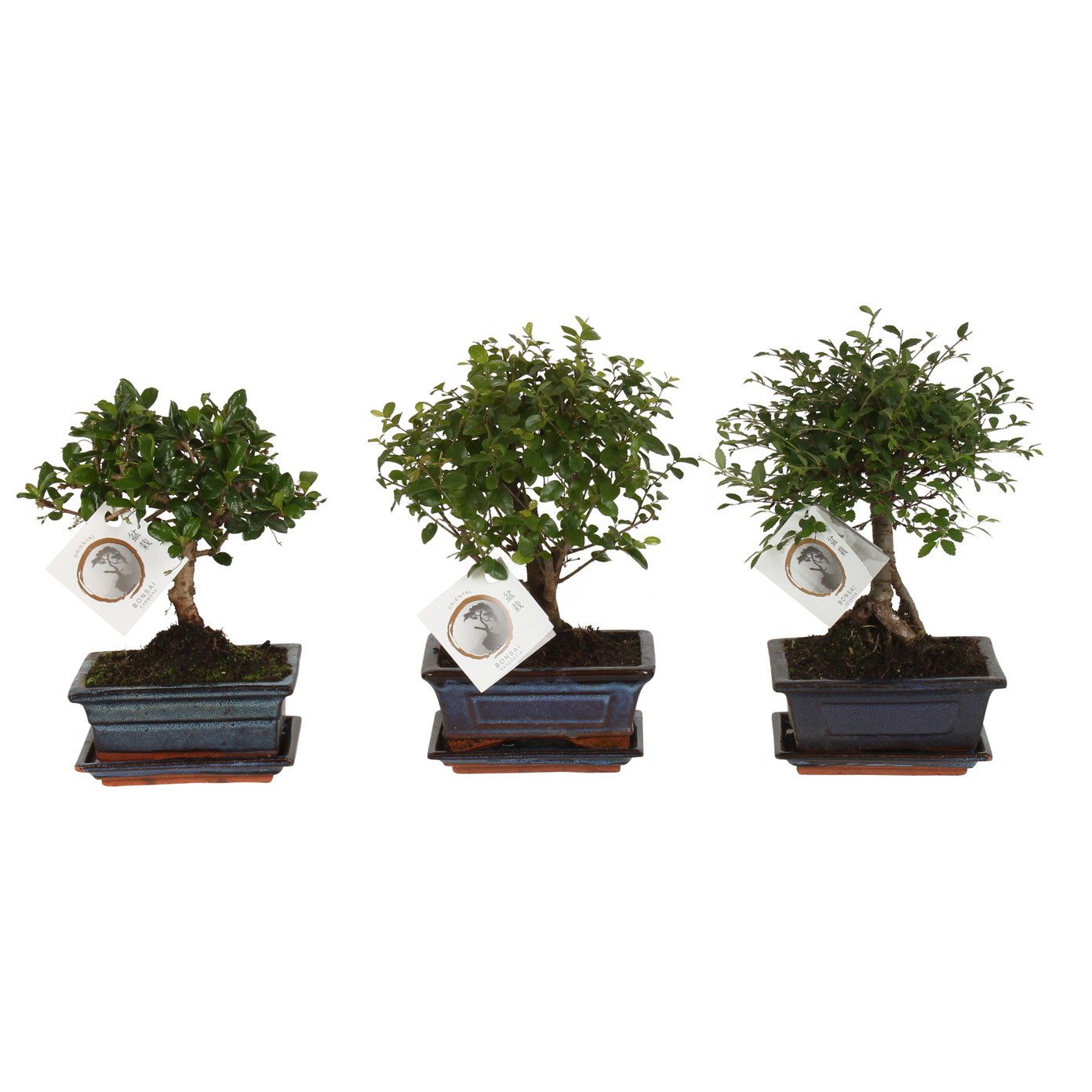 Vazoninis augalas bonsas, vazone, Ø 15, 25 cm, lot. BONSAI Mix, with saucer-0