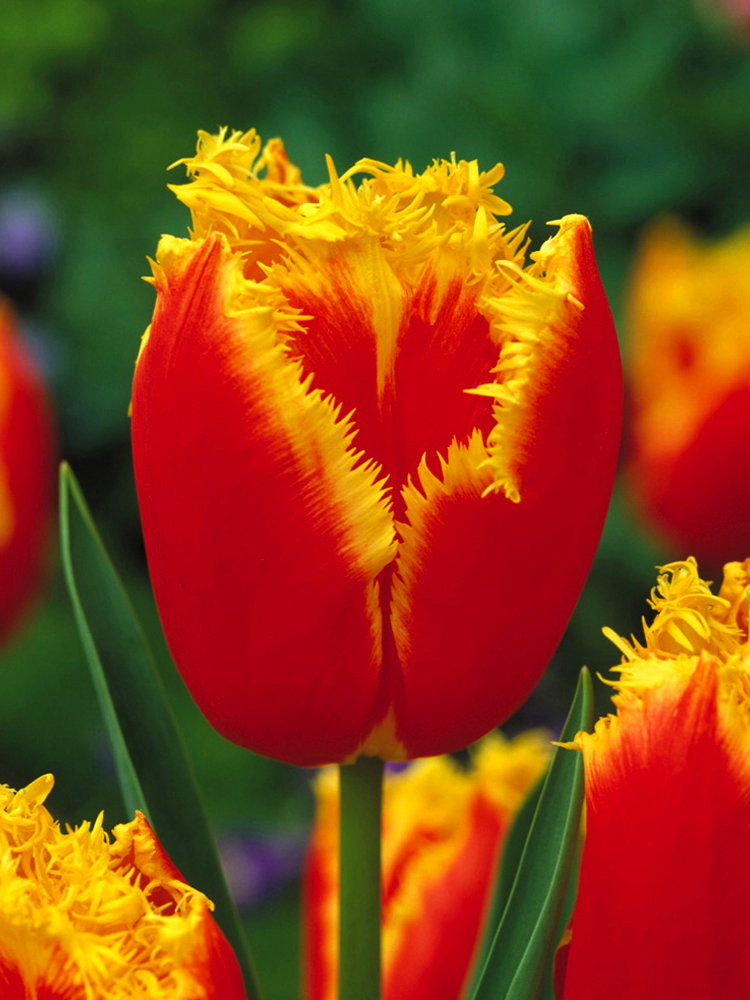 Tulpių svogūnėliai, lot. TULIPA TIANO, 4 vnt-0