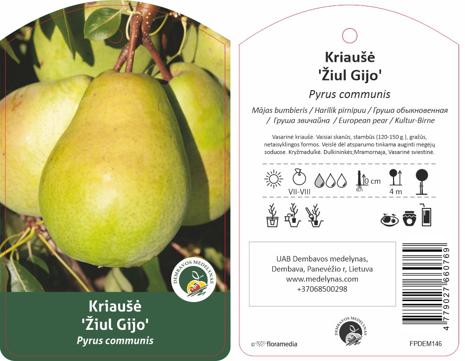 Vaismedis kriaušė ŽIUL GIJO, lot. PYRUS DOMESTICA-0