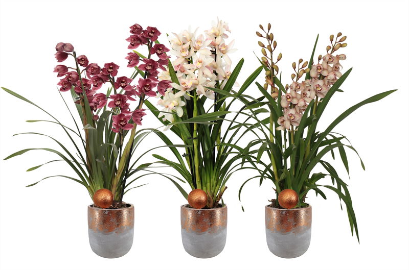Vazoninis augalas orchidėja, vazone, 3 stiebai, Ø 12, 80 cm, lot. CYMBIDIUM-0