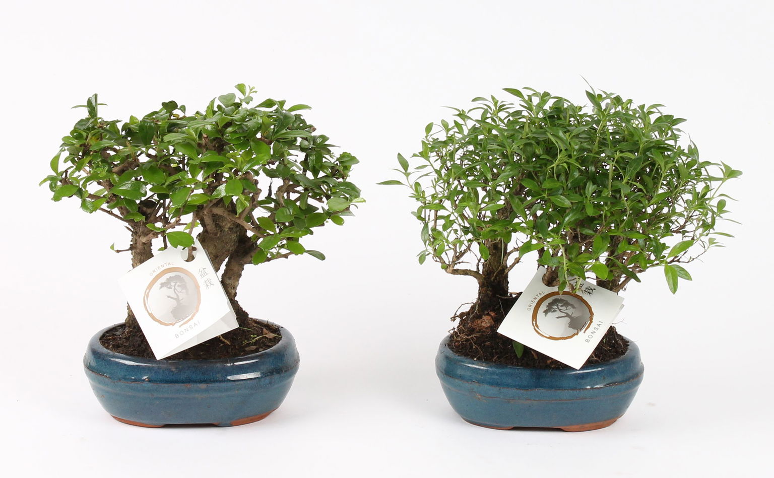 Vazoninis augalas Bonsas, vazone, Ø 16, 23 cm, lot. Bonsai Forest