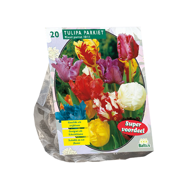 Tulpių svogūnėliai, lot. TULIPA PARKIET MIX, 10 vnt-0