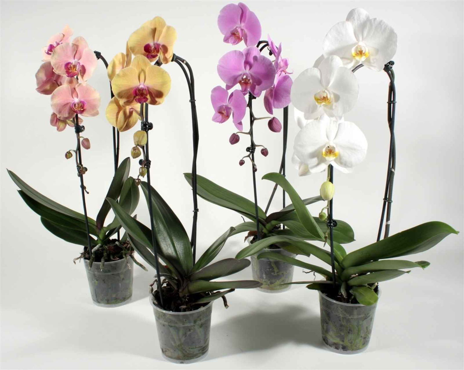 Vazoninis augalas falenopsis, Ø 12, 50 cm, lot. PHALENOPSIS