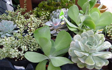 Vazoninis augalas sukulentas, Ø 12, 20 cm, lot. SUCCULENTEN HERFST MIX-0