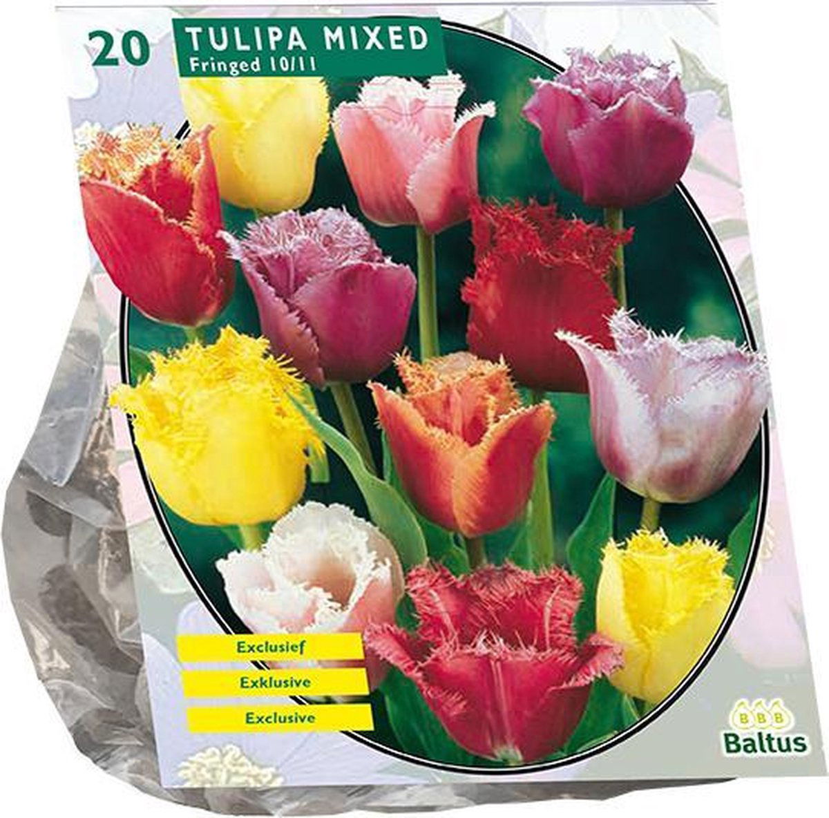 Tulpių svogūnėliai, lot. TULIPA GEFRANJERD MIX, 20 vnt-0