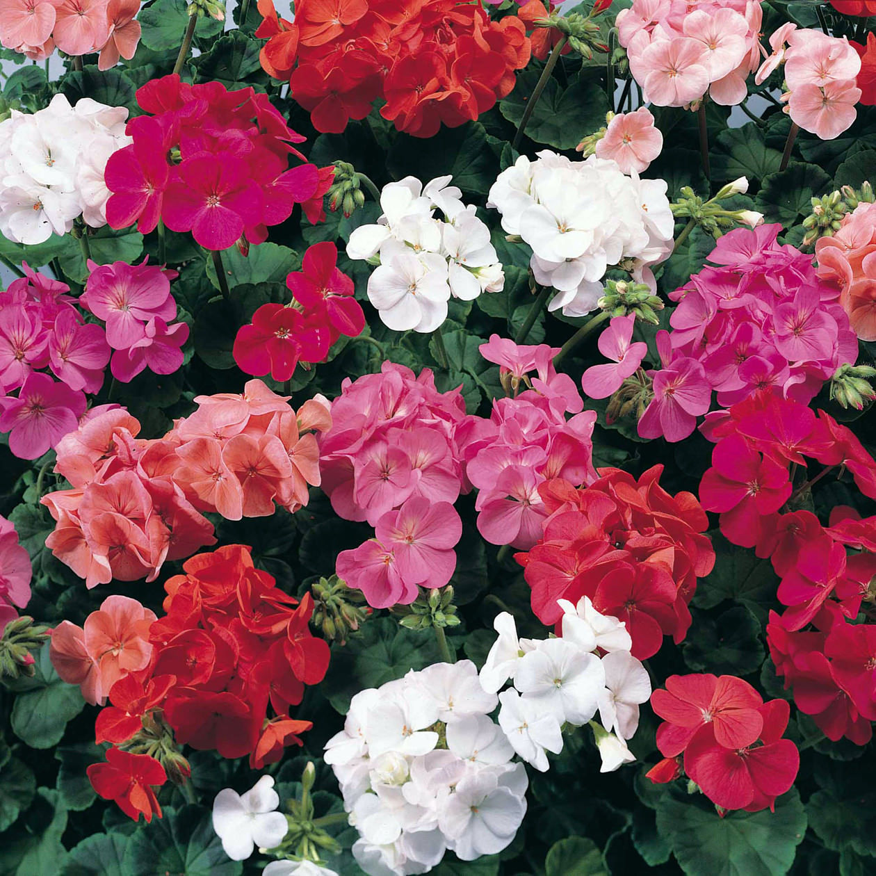 Lauko augalas svyranti pelargonija, Ø 12, 30 cm, lot. PELARGONIUM-0