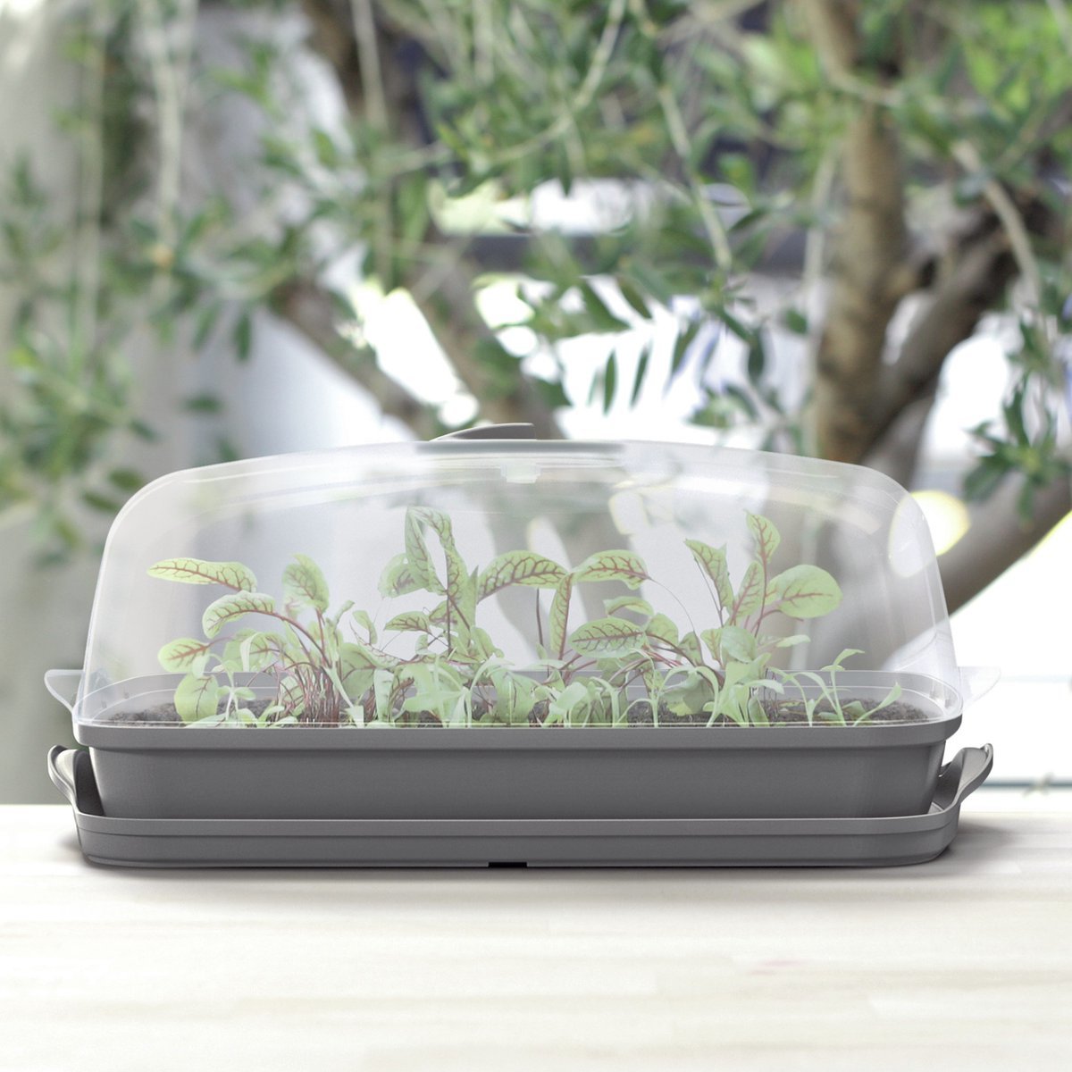 Daigykla RESPANA TABLE GREENHOUSE, juodos sp., 39 x 25,7 x 18,5 cm - 4