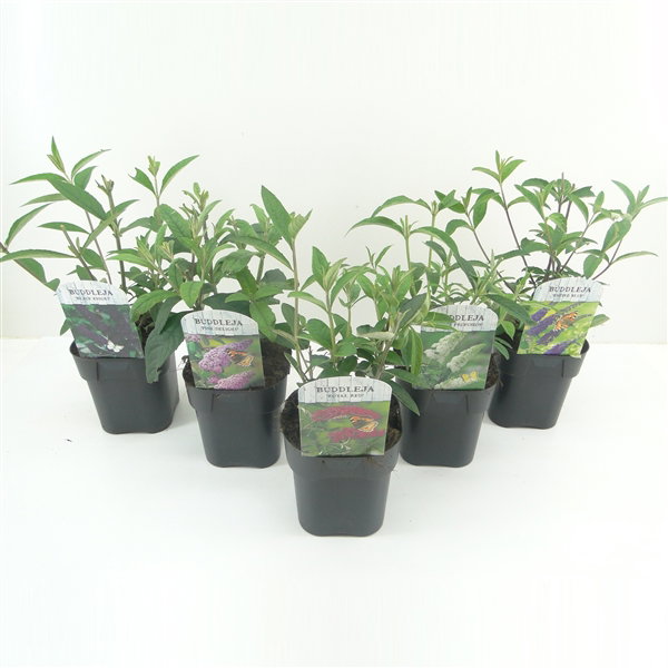 Lauko augalas budlėja, daugiametis, Ø 17, 45 cm, lot. Buddleja davidii mix-0