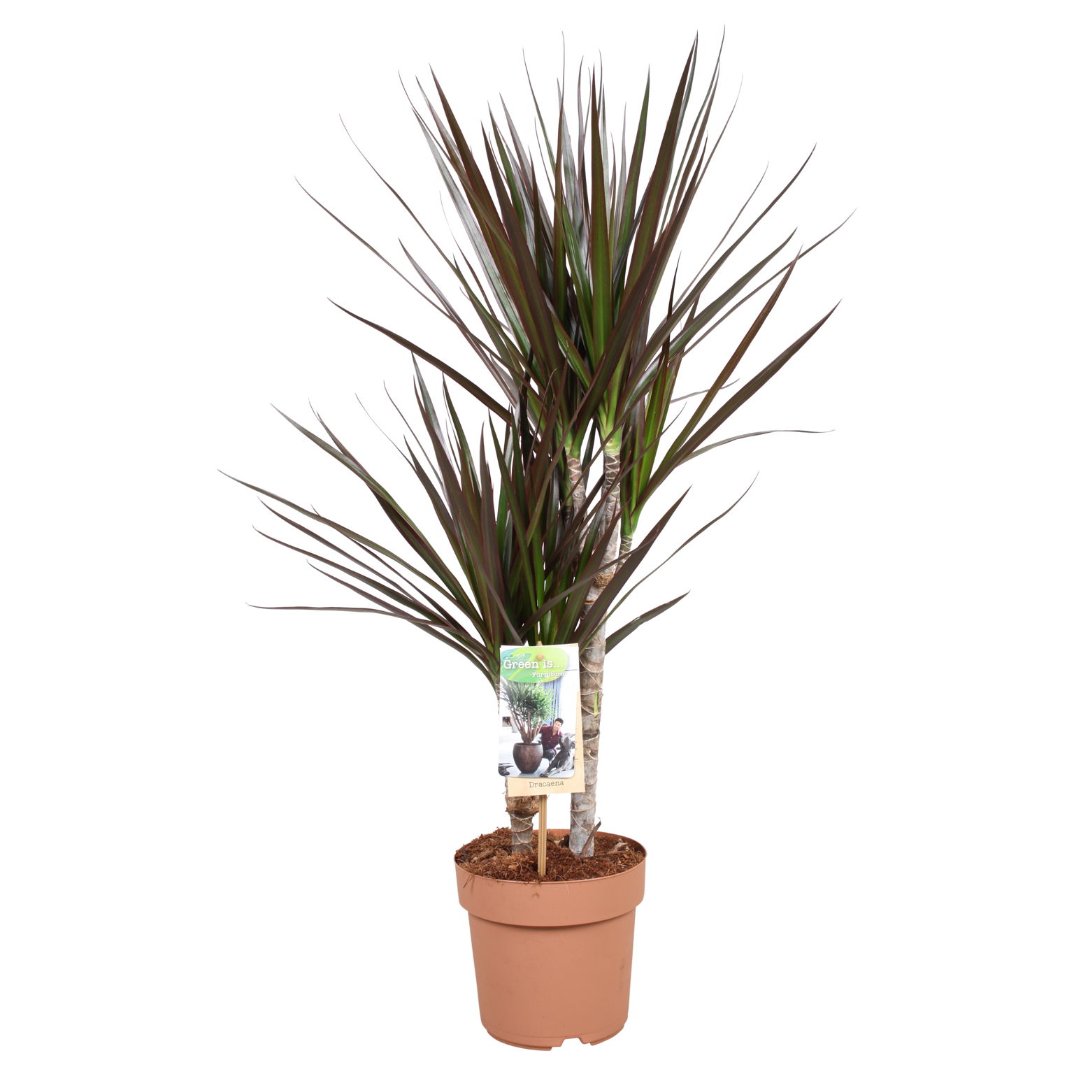 Vazoninis augalas dracena, Ø 24, 130 cm, lot. DRACAENA-0