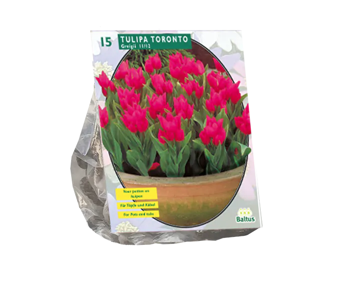 Tulpių svogūnėliai, lot. TULIPA TORONTO, GREIGII, 15 vnt-0