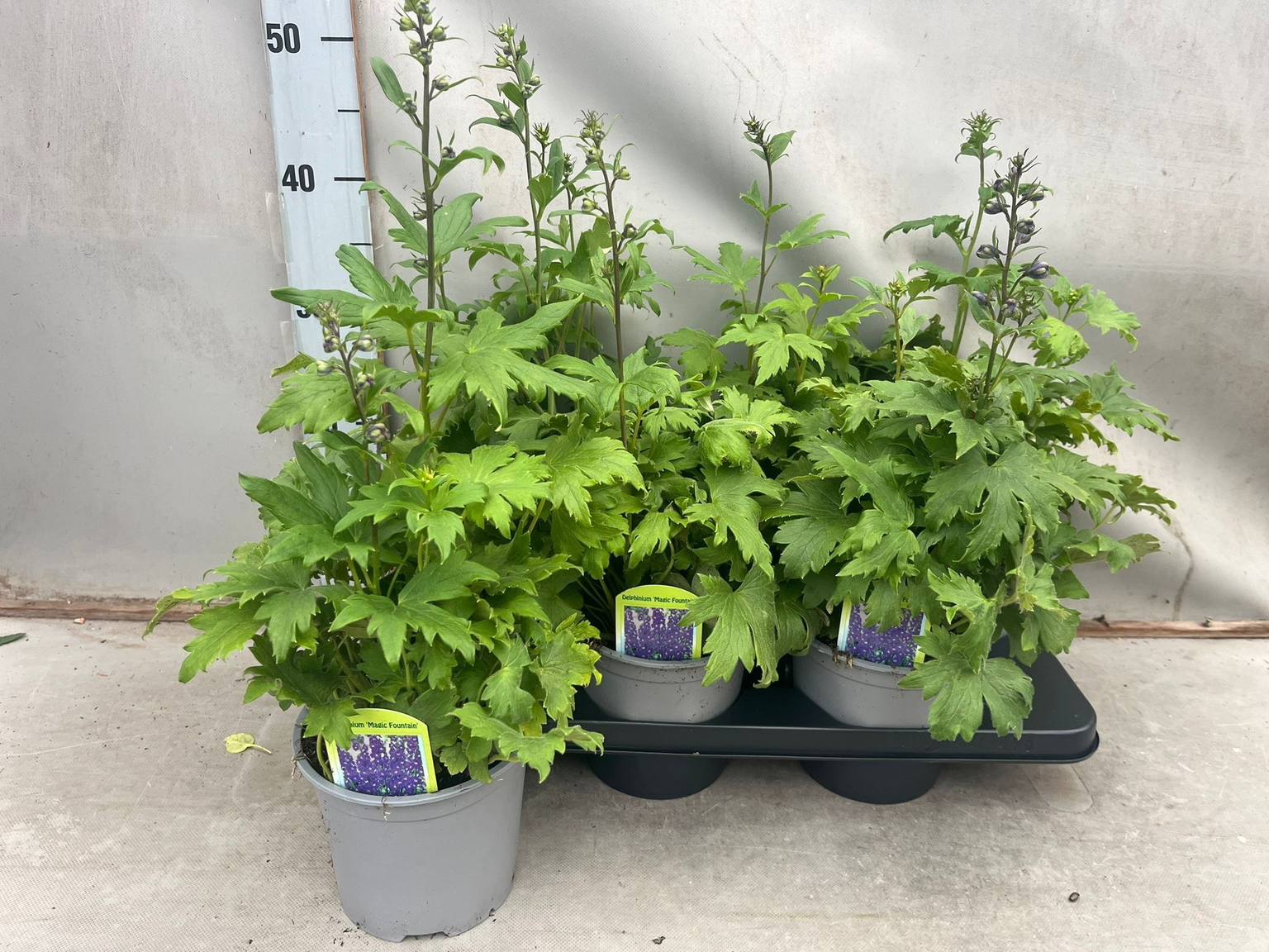 Lauko augalas pentinius, Ø 17, 70 cm, lot. Delphinium Delgenius-0
