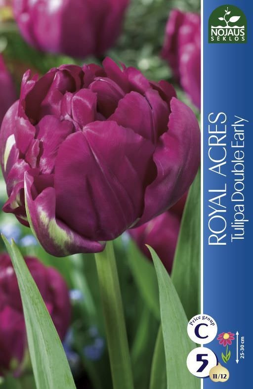 Tulpių svogūnėliai, lot. Tulipa Royal Acres, 5 vnt.
