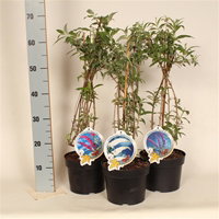 Lauko augalas Budlėja, daugiametis, Ø 19, 55 cm, lot. Buddleja mix-0