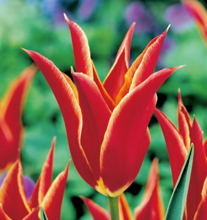 Tulpių svogūnėliai, lot. TULIPA ALLADIN, 5 vnt-0
