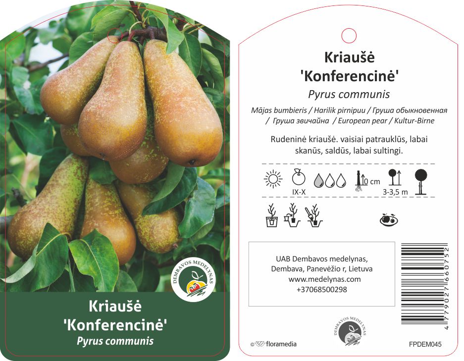 Vaismedis kriaušė CONFERENCE, lot. PYRUS COMMUNIS-0