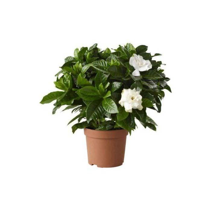 Vazoninis augalas gardenija, Ø 13, 25 cm, lot. GARDENIA