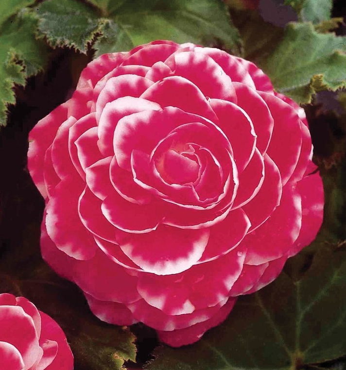 Begonijų svogūnėliai, lot. BEGONIA CAMELLIA, 2 vnt-0