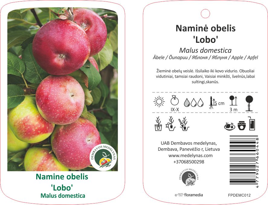 Vaismedis obelis LOBO, lot. MALUS DOMESTICA-0