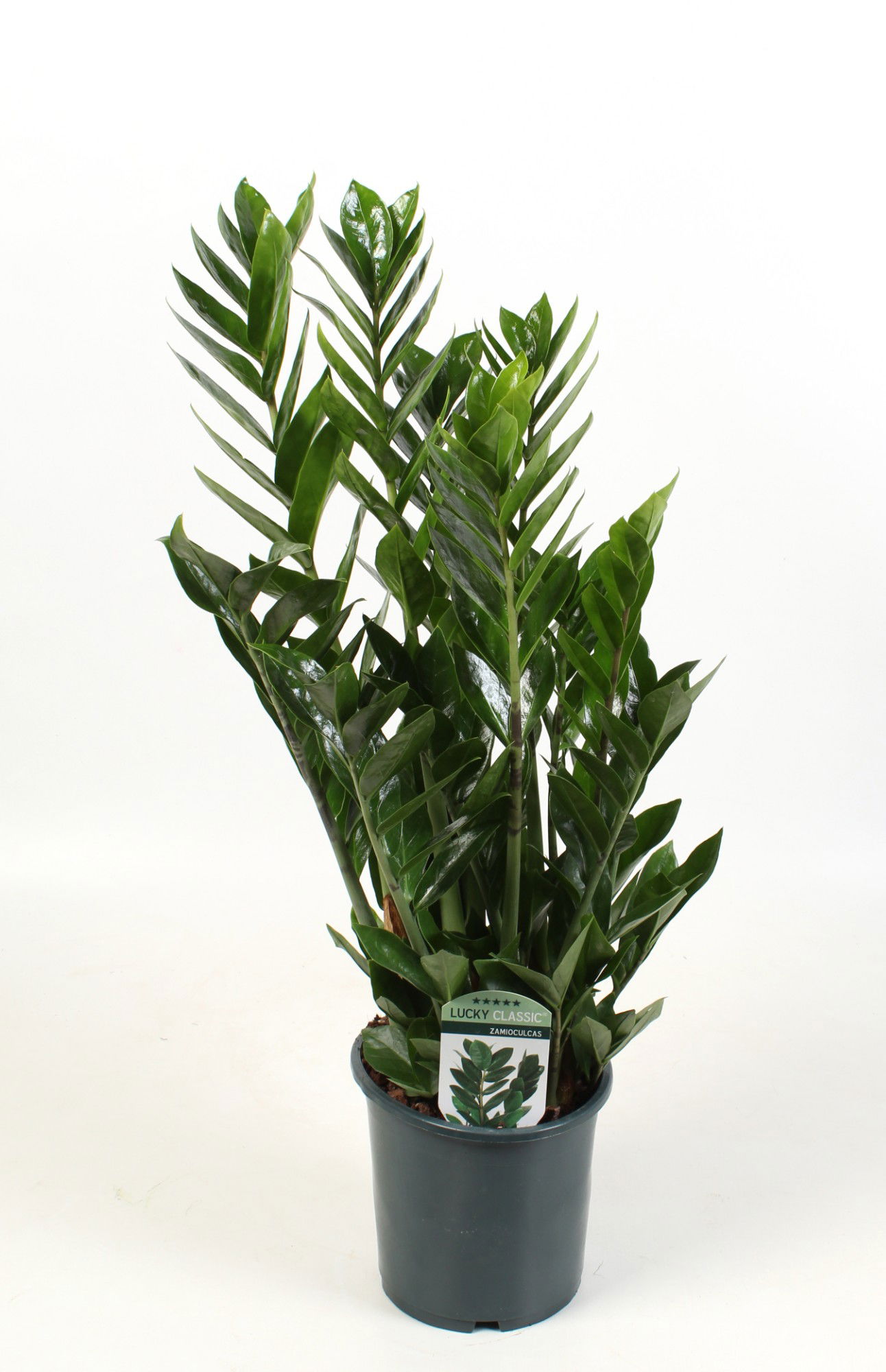 Vazoninis augalas zamiokulkas, Ø 17, 65 cm, lot. ZAMIOCULCAS