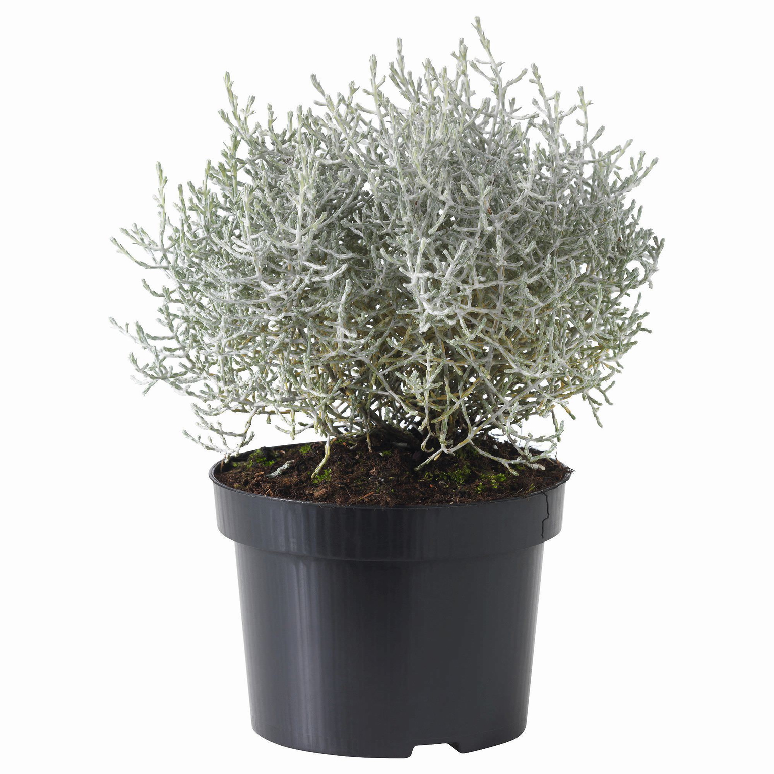 Lauko augalas kalocefalas, Ø 10,5, 20 cm, lot. Calocephalus Brownii-0